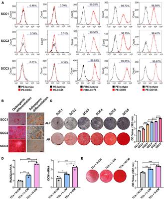 Exosomes Regulate Interclonal Communication on Osteogenic Differentiation Among Heterogeneous Osteogenic Single-Cell Clones Through PINK1/Parkin-Mediated Mitophagy